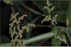 Pilea melastomoides